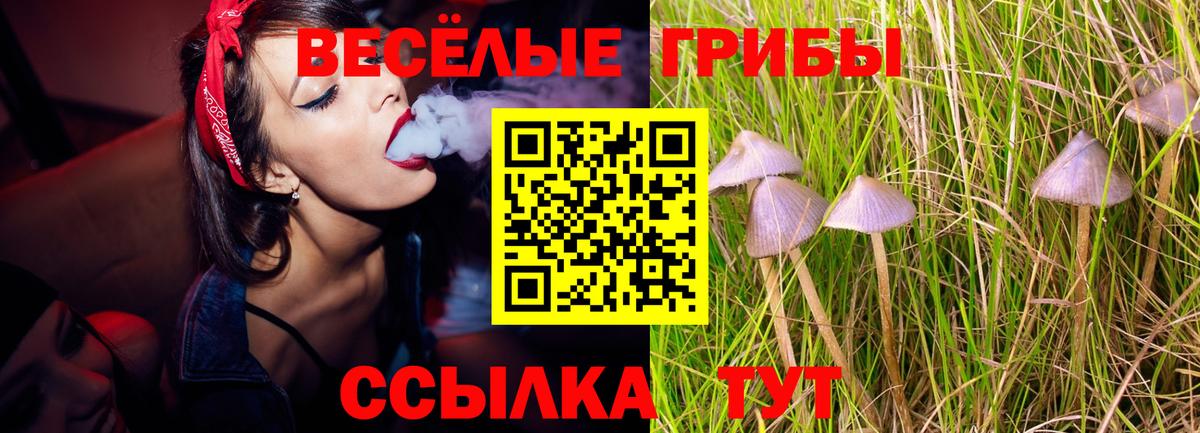 Галлюциногенные грибы Psilocybine cubensis Обнинск